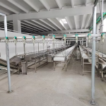 Automatic Chicken Slaughtering Line (Poultry Processing)2