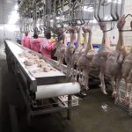 Automatic Chicken Slaughtering Line (Poultry Processing)3
