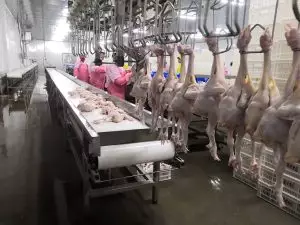 Automatic Chicken Slaughtering Line (Poultry Processing)3