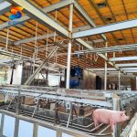 Pig Slaughtering Equipment (Complete Processing Line) Pig Slaughtering Equipment (Complete Processing Line)